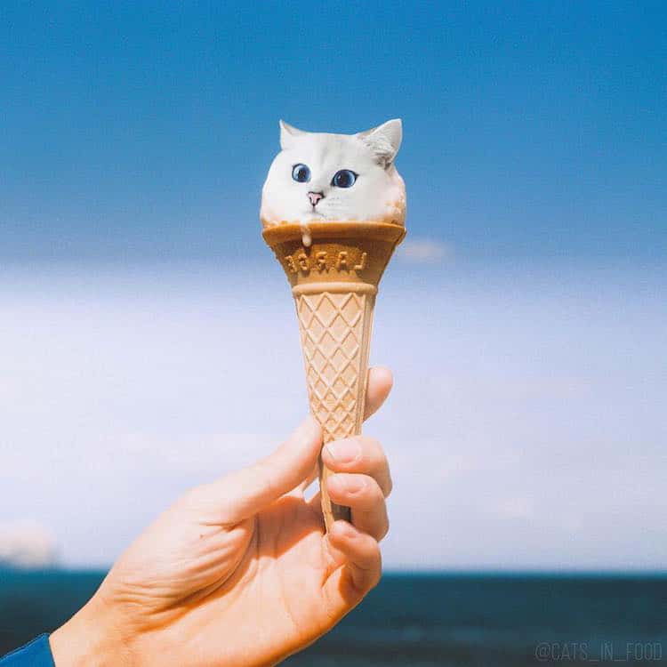 cats in food culturainquieta21