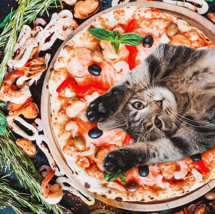 cats in food culturainquieta23