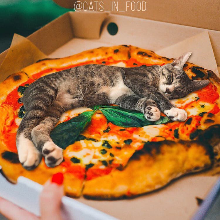 cats in food culturainquieta24