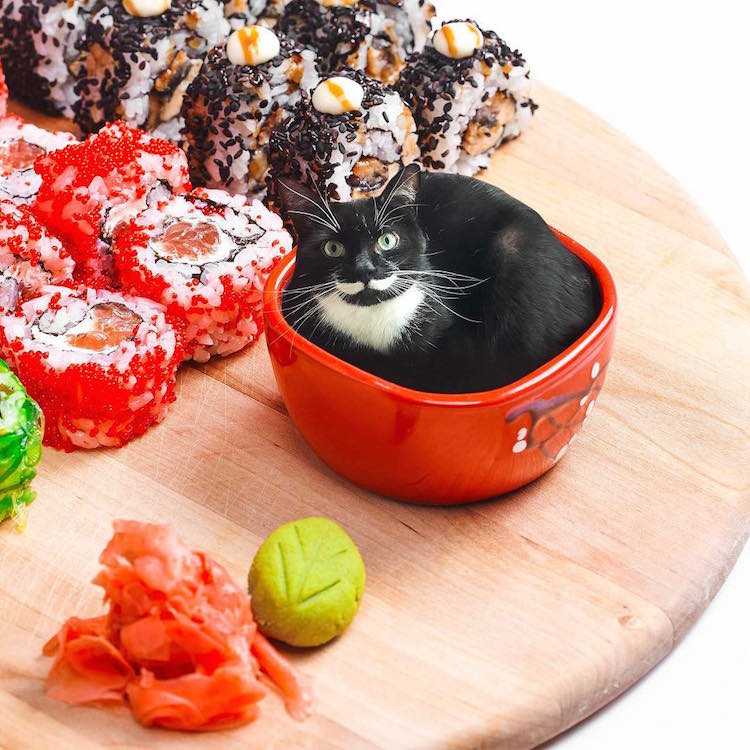 cats in food culturainquieta25