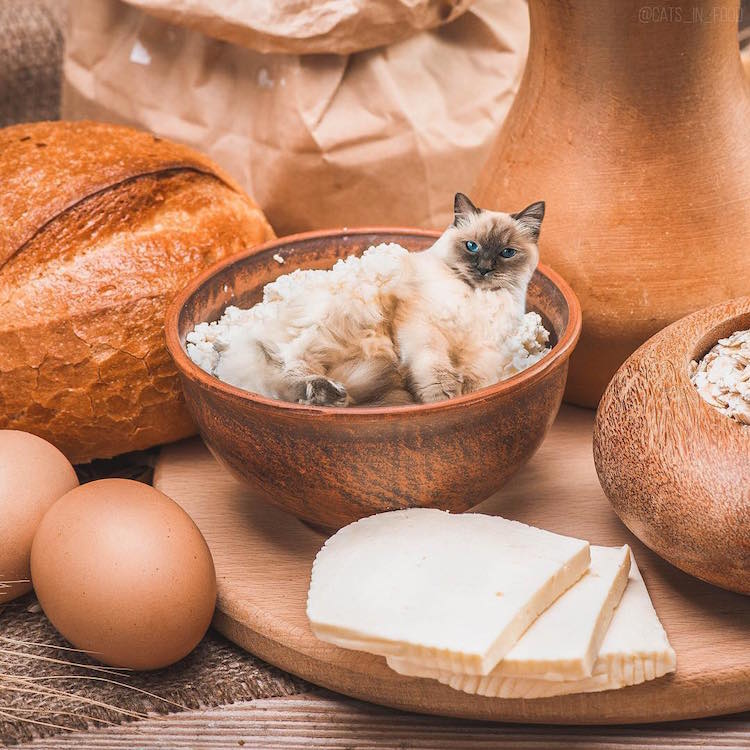 cats in food culturainquieta26