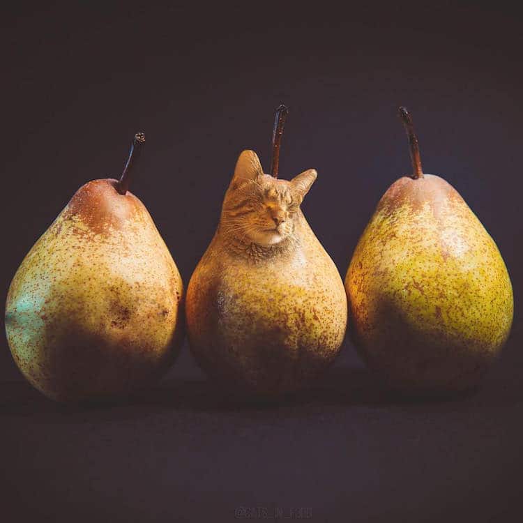 cats in food culturainquieta27