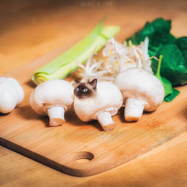 cats in food culturainquieta28