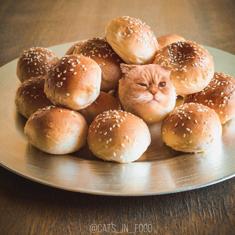cats in food culturainquieta3