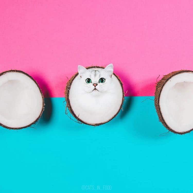 cats in food culturainquieta32