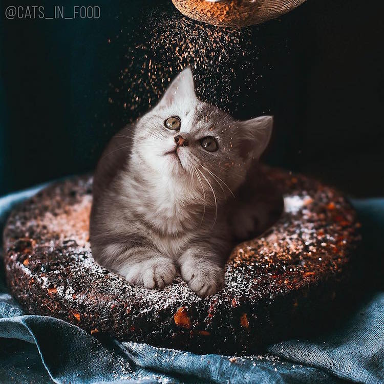cats in food culturainquieta33