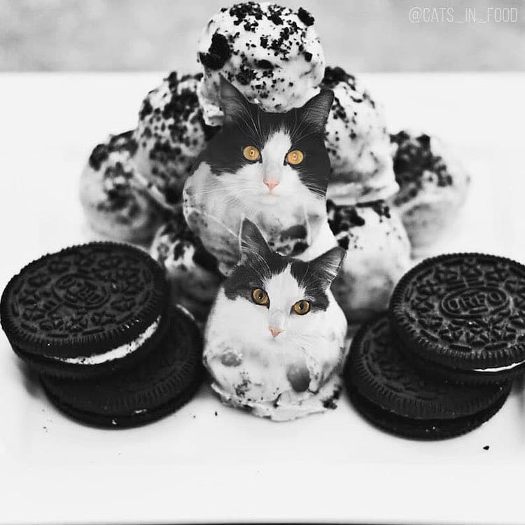 cats in food culturainquieta34