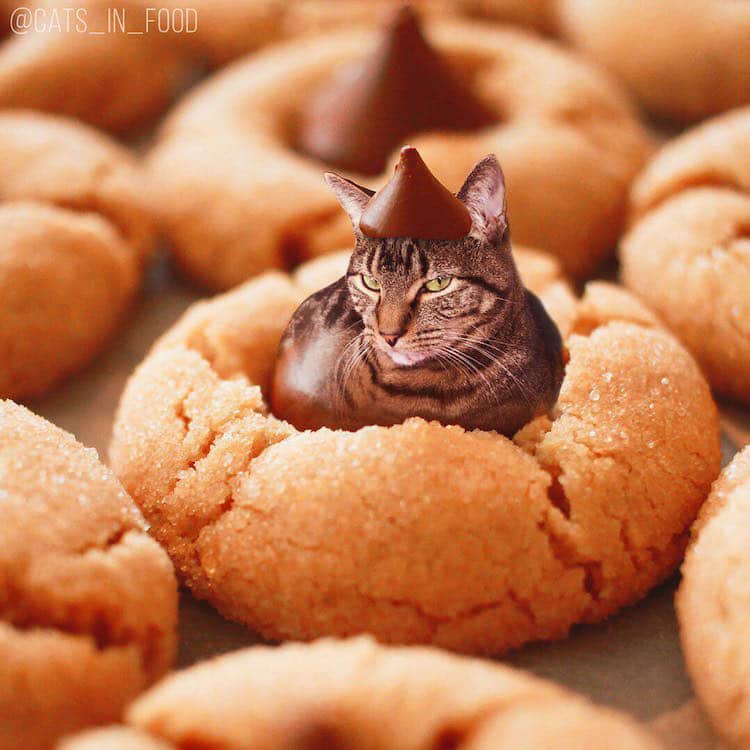 cats in food culturainquieta35