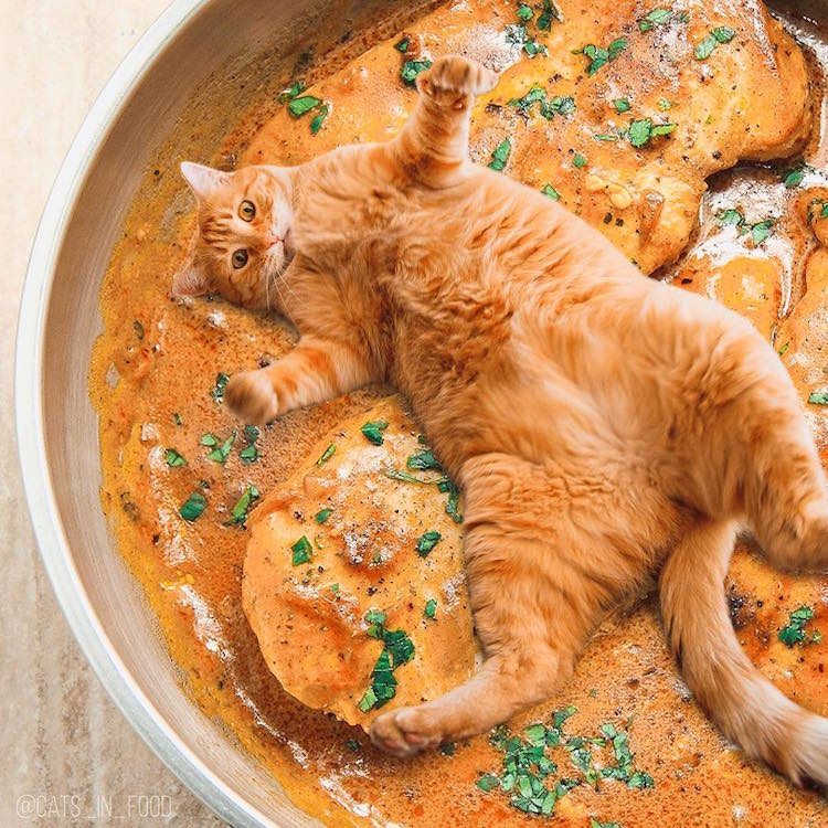 cats in food culturainquieta4