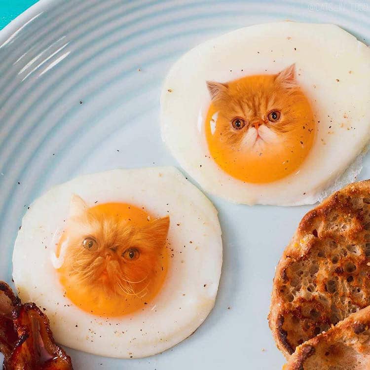 cats in food culturainquieta5