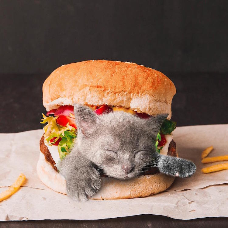 cats in food culturainquieta6
