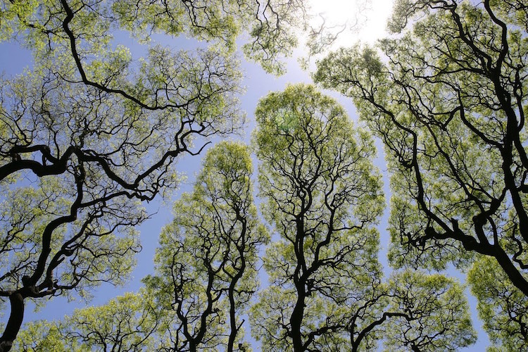 crown shyness 1