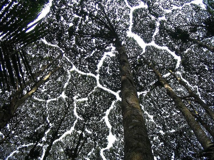 crown shyness 2
