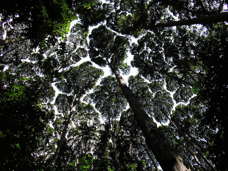 crown shyness 4