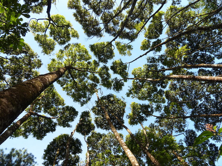 crown shyness of trees 1