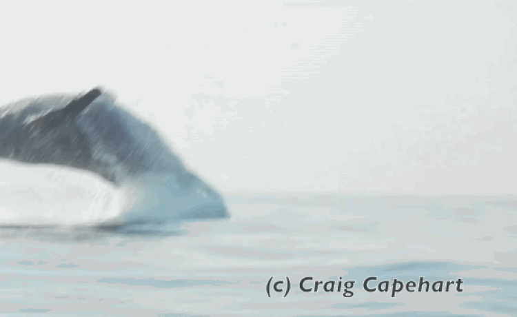 humpback whale jump 3