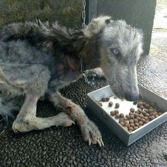 malnourished husky