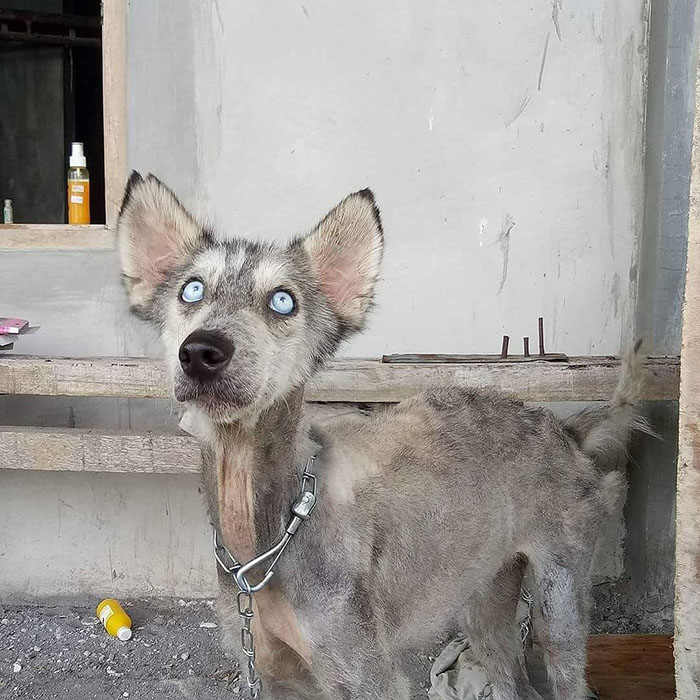 malnourished husky2