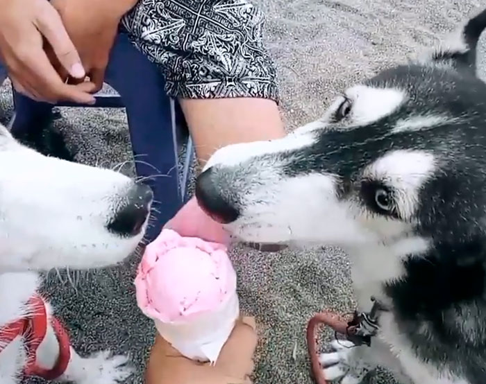 malnourished husky7