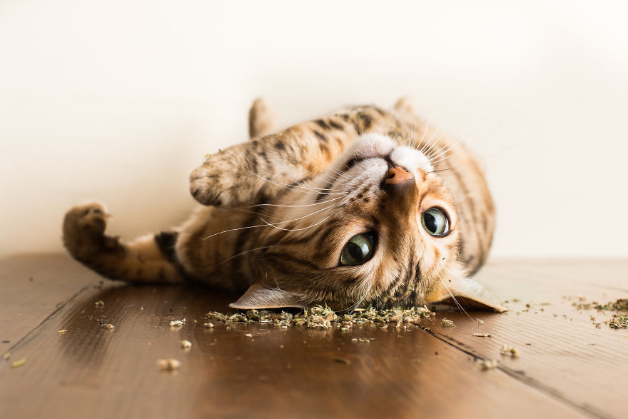 Andrew Marttila Catnip 2 culturainquieta