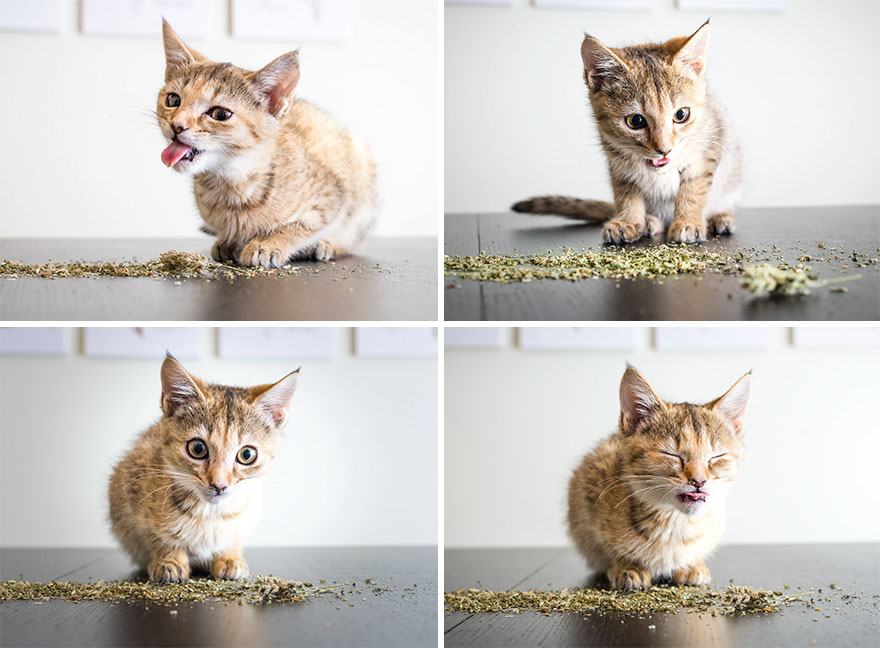 Andrew Marttila Catnip 4 culturainquieta