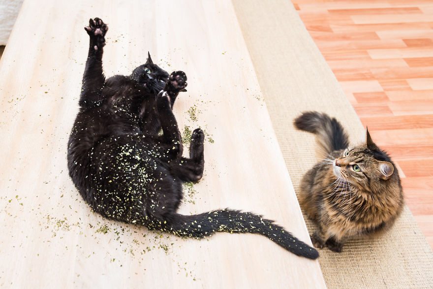 Andrew Marttila Catnip 5 culturainquieta