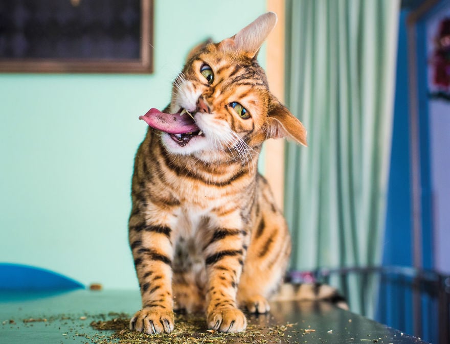 Andrew Marttila Catnip 6 culturainquieta