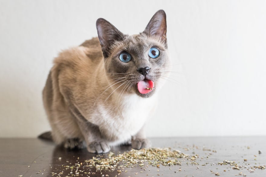 Andrew Marttila Catnip 7 culturainquieta