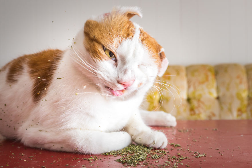Andrew Marttila Catnip 8 culturainquieta