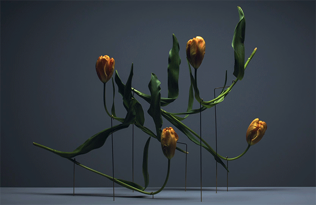 Carl Kleiner tulipans 1 culturainquieta