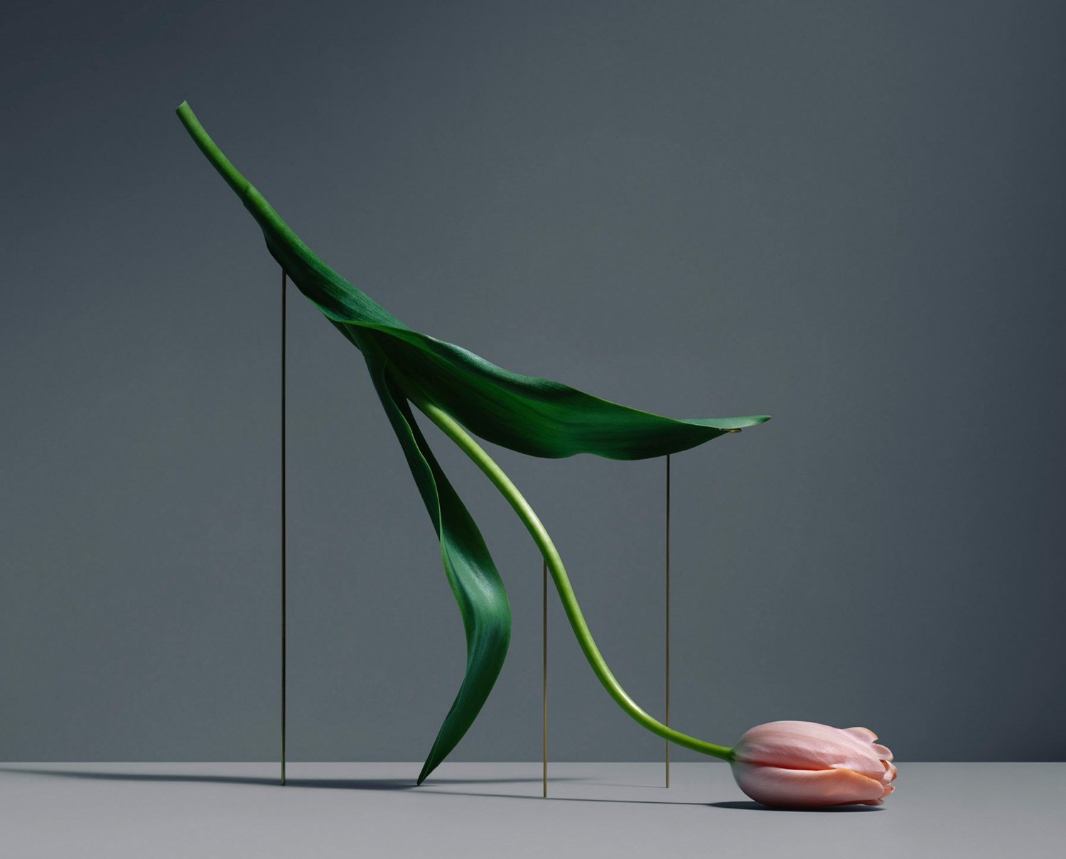 Carl Kleiner tulipans 2 culturainquieta