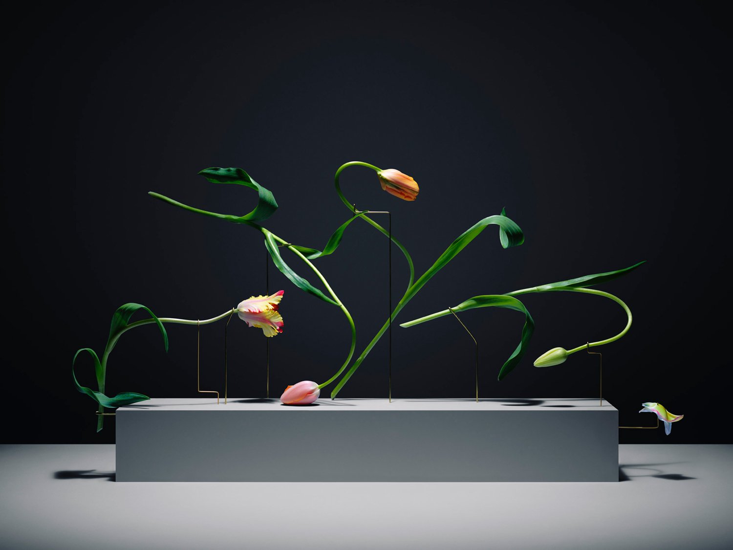 Carl Kleiner tulipans 3 culturainquieta
