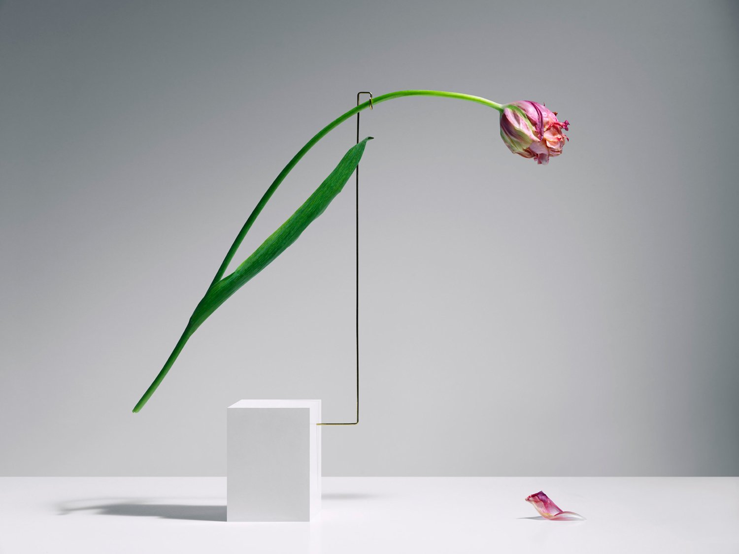 Carl Kleiner tulipans 4 culturainquieta