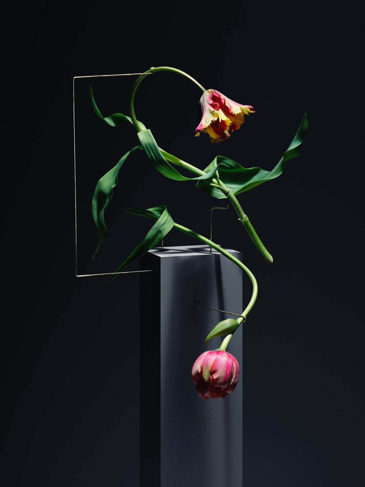 Carl Kleiner tulipans 5 culturainquieta