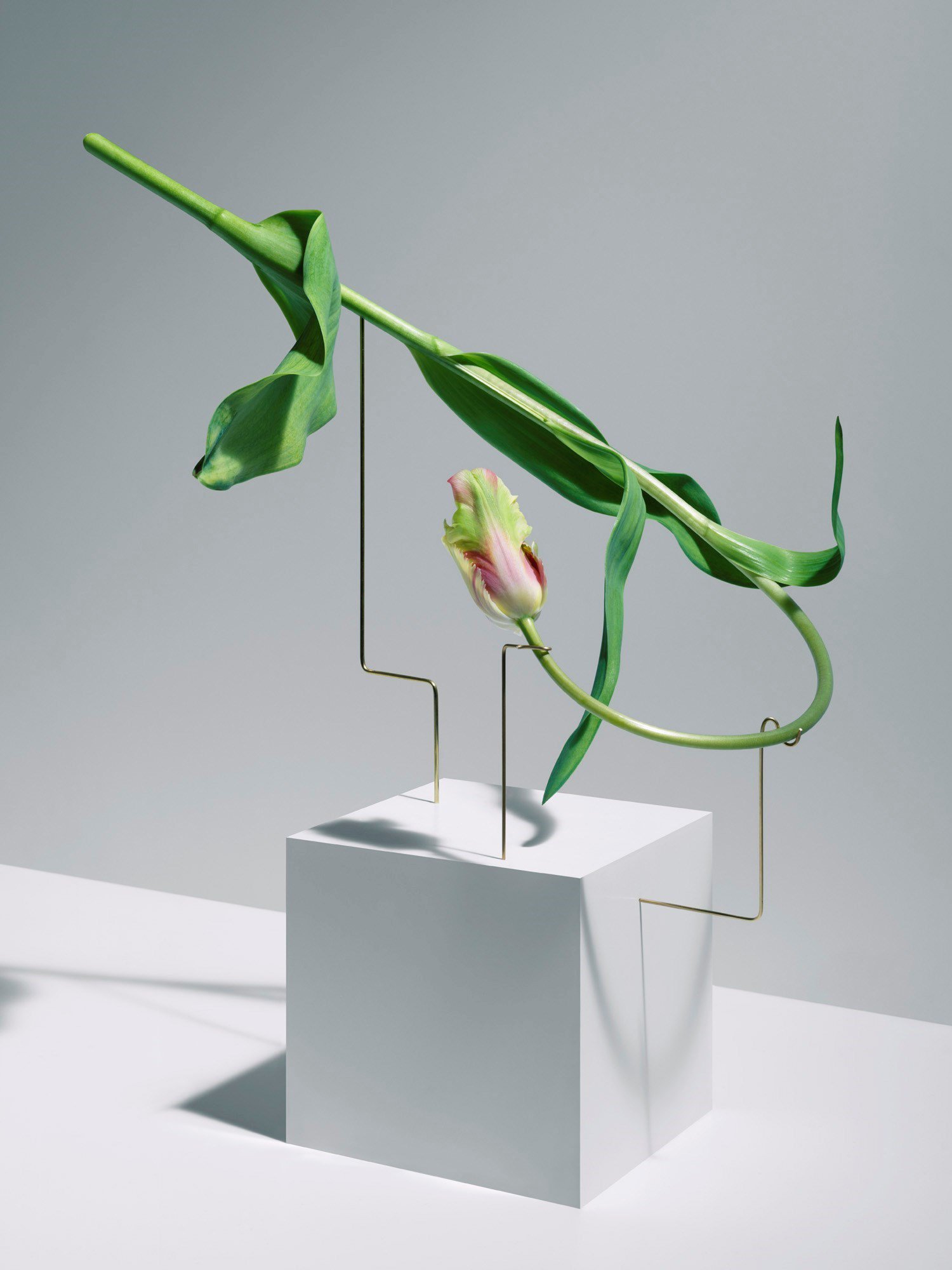 Carl Kleiner tulipans 6 culturainquieta