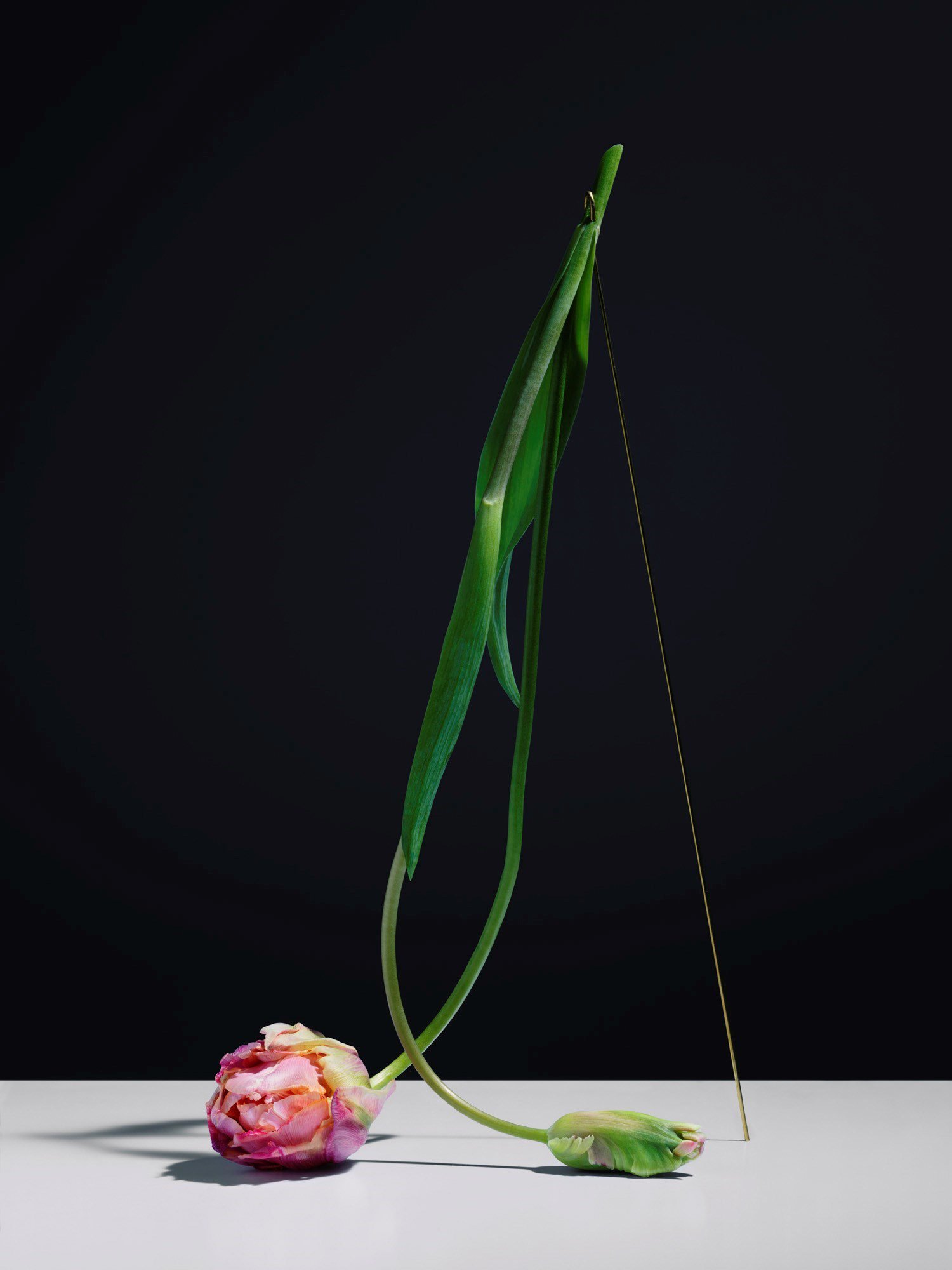 Carl Kleiner tulipans 7 culturainquieta