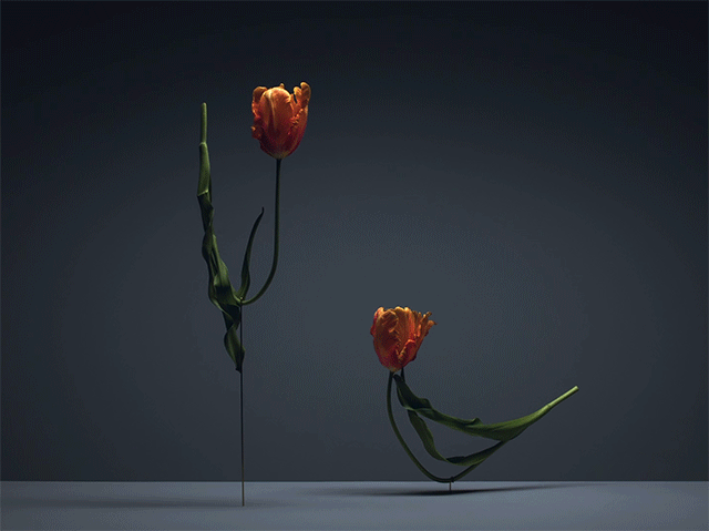 Carl Kleiner tulipans 8 culturainquieta