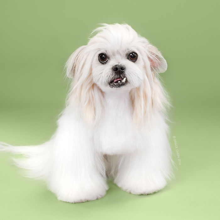 Grace Chon Pet Photographer 10 culturainquieta