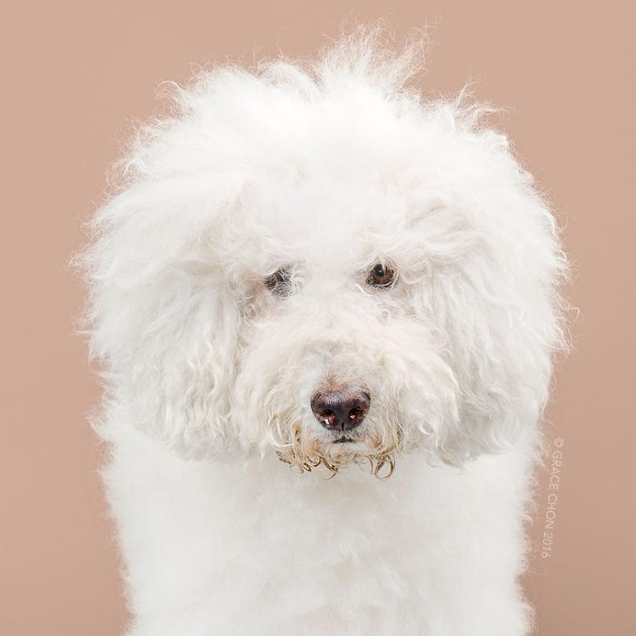 Grace Chon Pet Photographer 11 culturainquieta