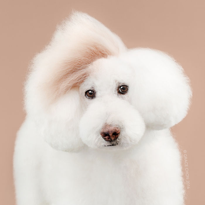 Grace Chon Pet Photographer 12 culturainquieta