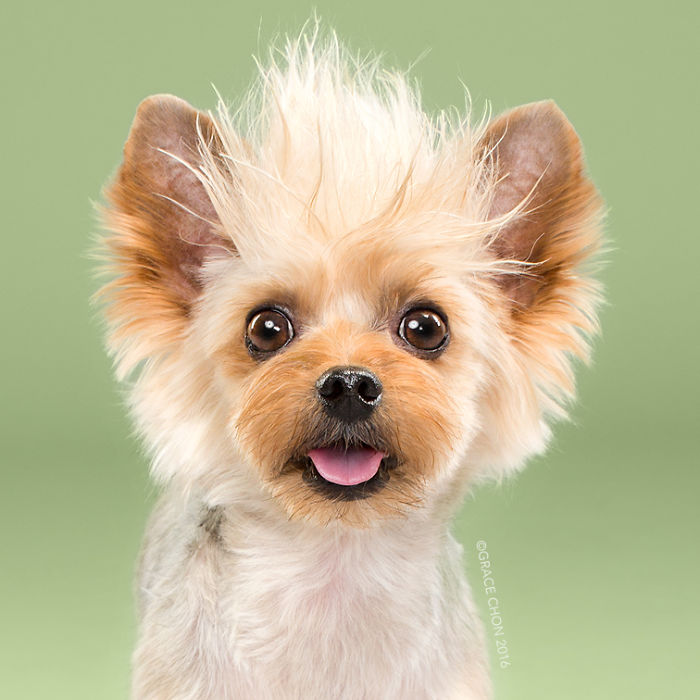 Grace Chon Pet Photographer 14 culturainquieta