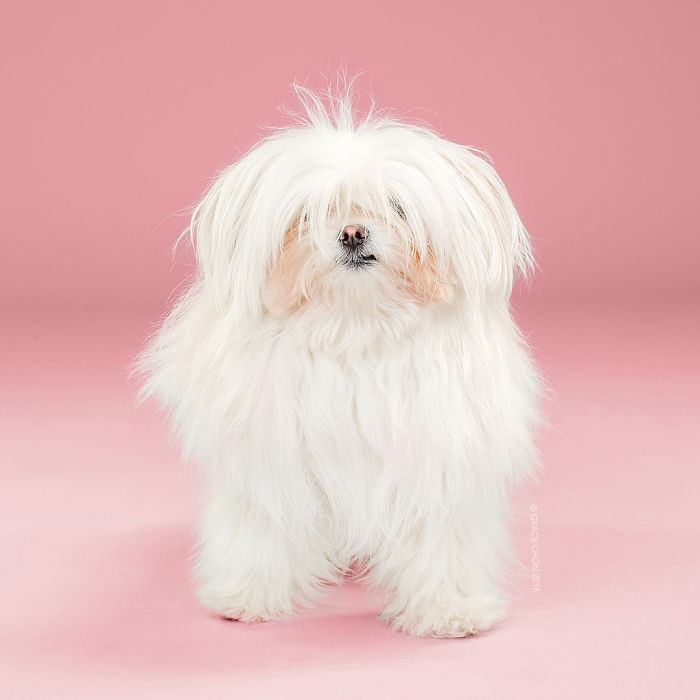 Grace Chon Pet Photographer 15 culturainquieta
