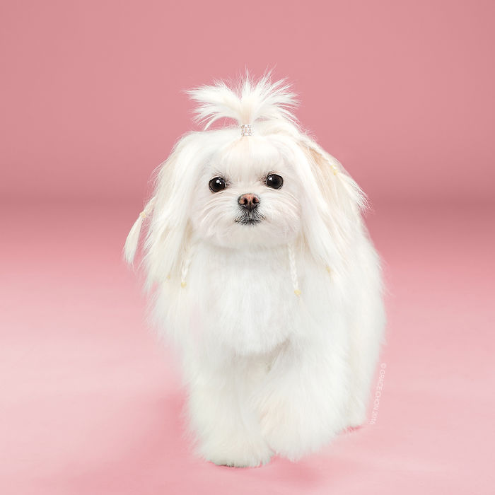 Grace Chon Pet Photographer 16 culturainquieta