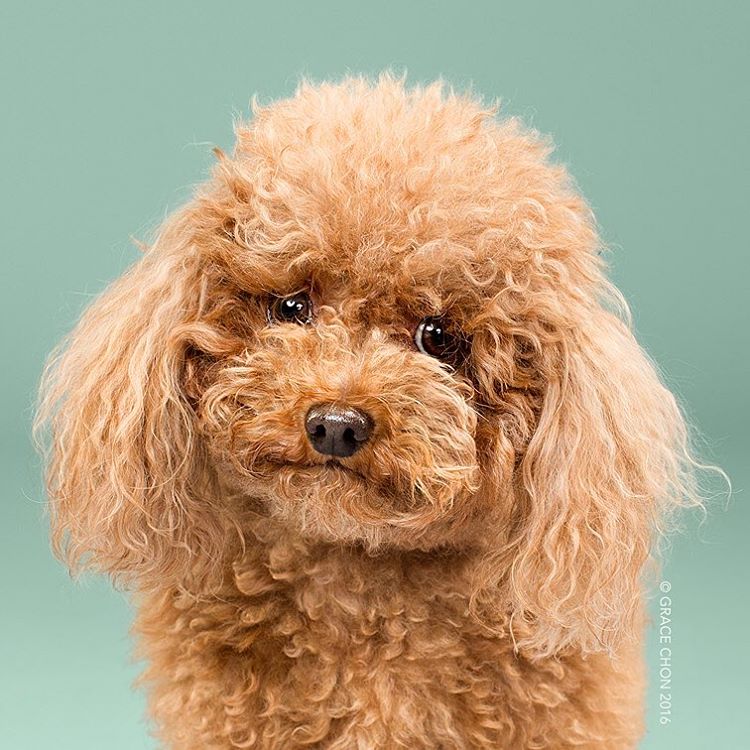 Grace Chon Pet Photographer 1 culturainquieta