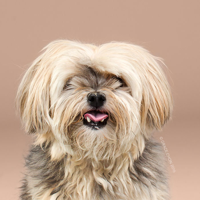 Grace Chon Pet Photographer 3 culturainquieta