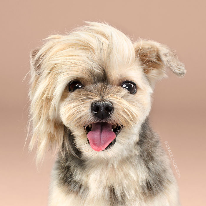 Grace Chon Pet Photographer 4 culturainquieta