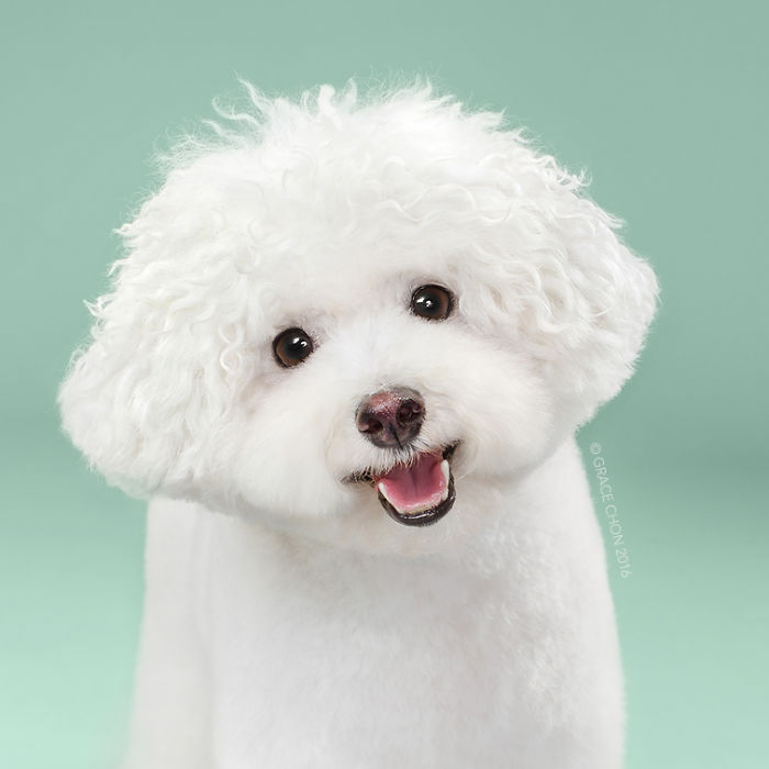 Grace Chon Pet Photographer 6 culturainquieta