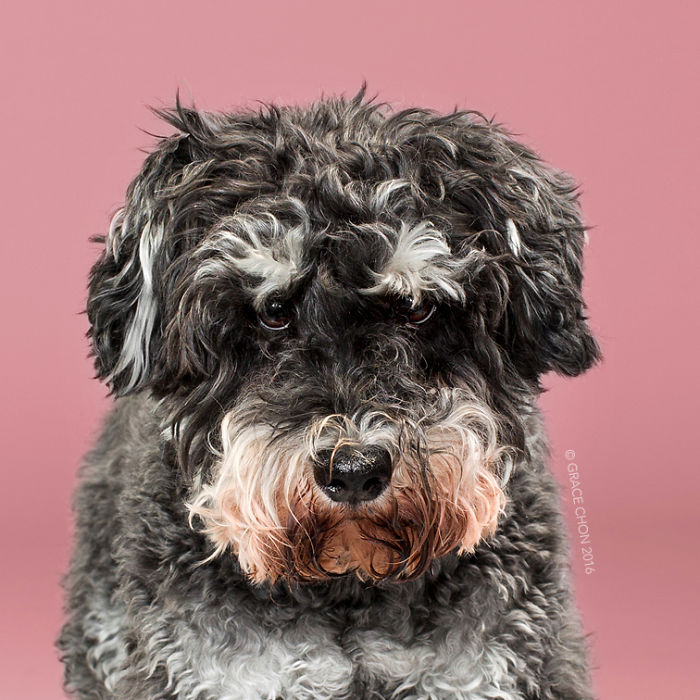 Grace Chon Pet Photographer 7 culturainquieta