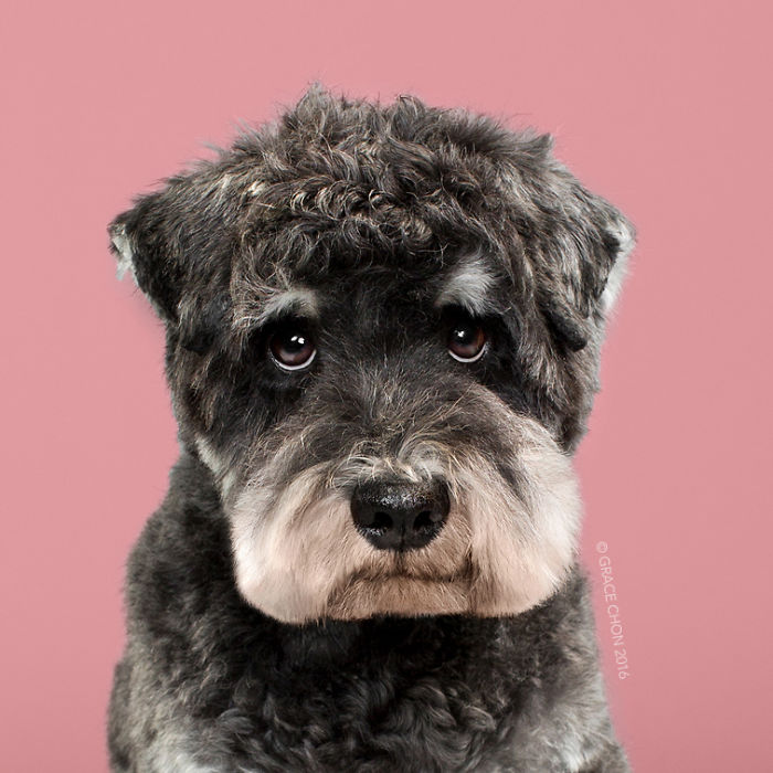 Grace Chon Pet Photographer 8 culturainquieta