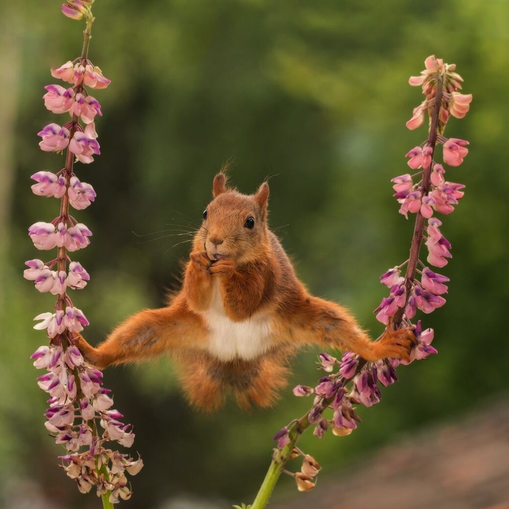 Premios Wildlife Comedy 2018 1 culturainquieta